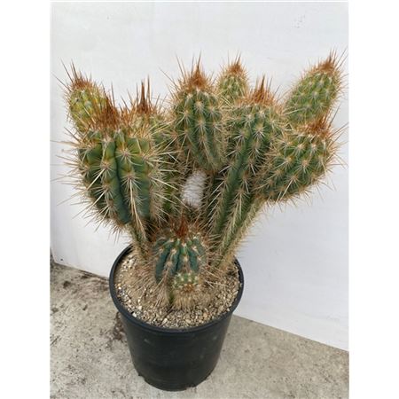 Pilosocereus Gounelli