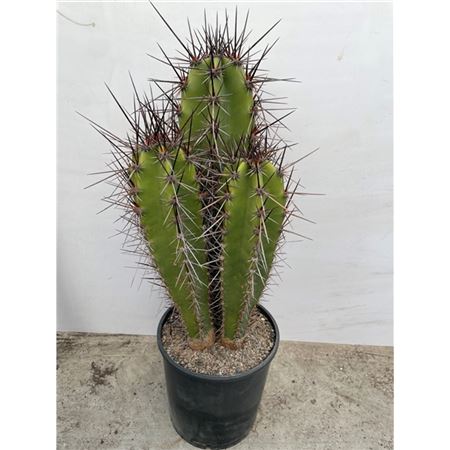 Neocardenasia Herzogiana