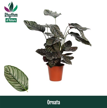 Calathea Ornata Rhythm Of Nature