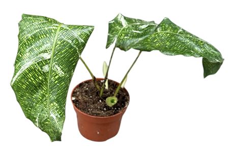 Calathea Musaica Variegata