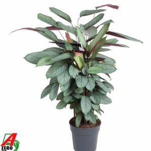 Calathea Silverstar