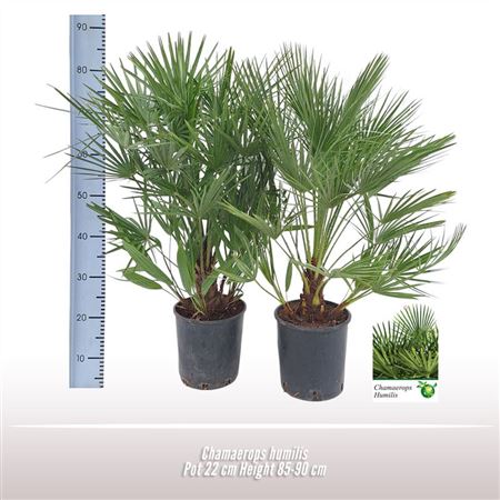 Chamaerops Humilis