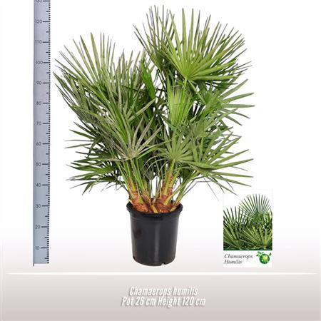 Chamaerops Humilis