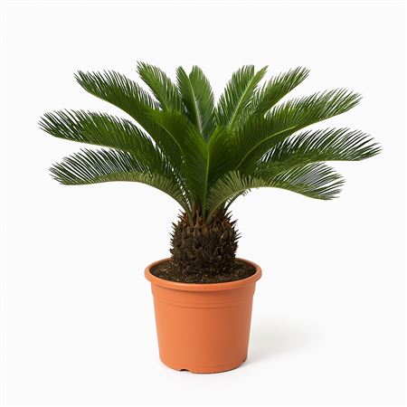 Cycas Revoluta