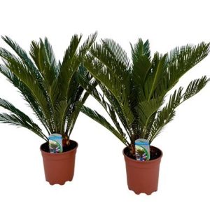 Cycas Revoluta 12+
