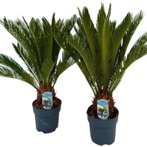 Cycas Revoluta 12+