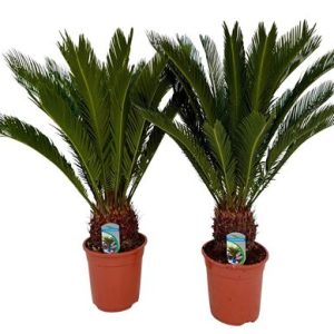 Cycas Revoluta 14+