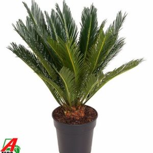 Cycas Revoluta 14+