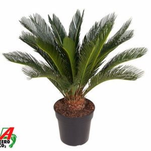 Cycas Revoluta 16+