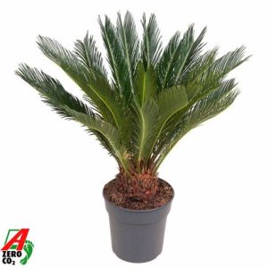 Cycas Revoluta 14+