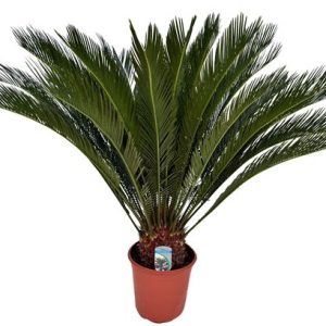 Cycas Revoluta 20+