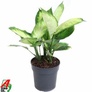 Dieffenbachia Tropic Marianna