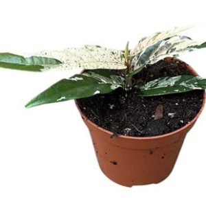 Ficus Sagittata Pink