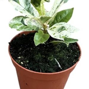 Ficus Shivereana Moonshine