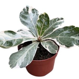 Ficus Lyrata Variegata