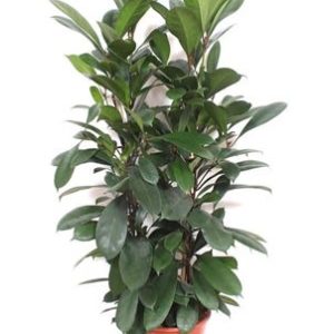 Ficus Cyathistipula 2pp
