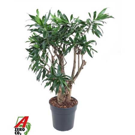 Drac Reflexa Branched