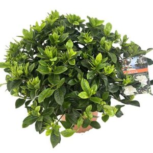 Gardenia Jasminoides