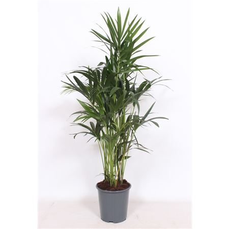 Howea Forsteriana 10pp