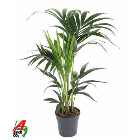 Howea Forsteriana 4pp