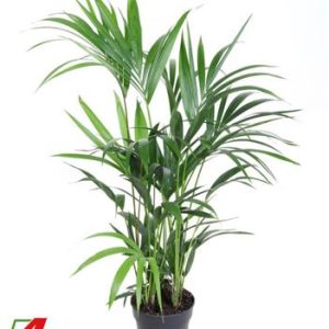 Howea Forsteriana(kentia) P19-110