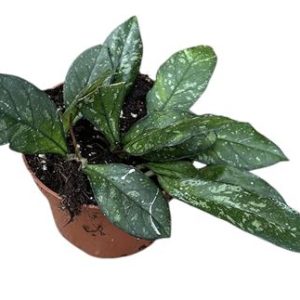 Hoya Crassipetiolata Splash