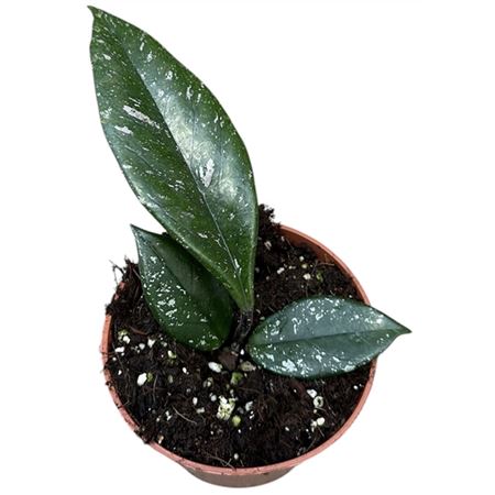 Hoya Carnosa Stardust