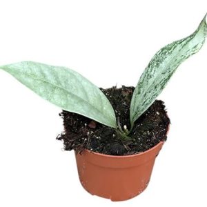 Hoya Compacta Mauna Loa