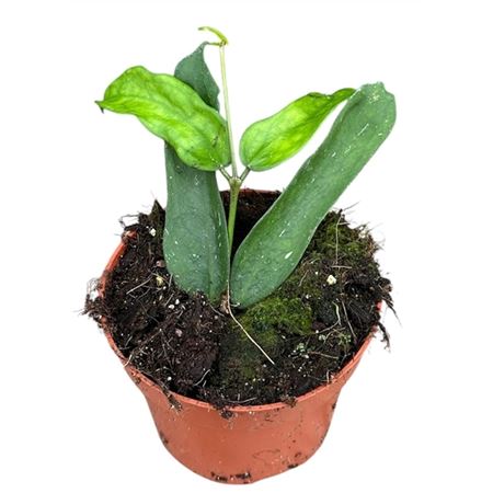 Hoya Compacta Mauna Loa