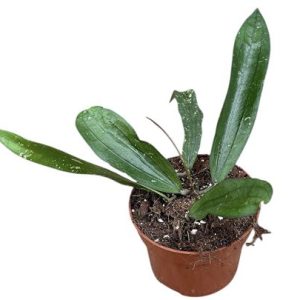 Hoya Compacta Mauna Loa