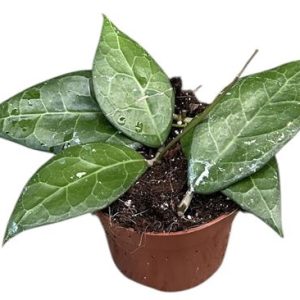 Hoya Verticillata Lampung