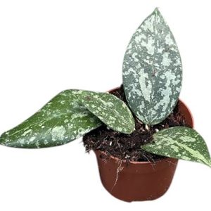 Hoya Verticillata Nganjuk