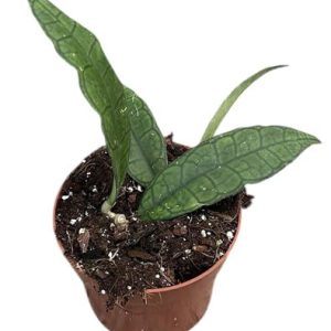 Hoya Finlaysonii Sukirin