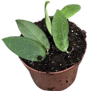 Hoya Scortechinii White