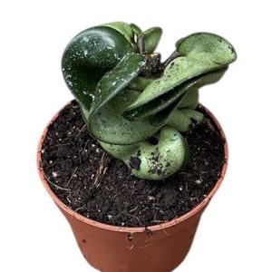 Hoya Compacta Carnosa