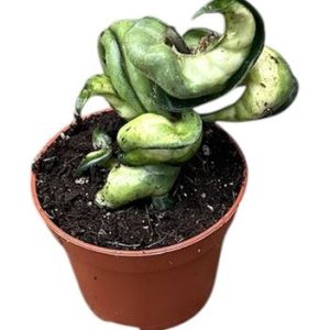 Hoya Compacta Mauna Loa