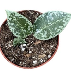 Hoya Lacunosa Snow Leopard