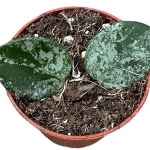 Hoya Mathilde Splash