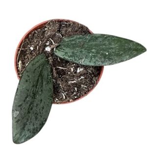 Hoya Sigillatis Silver