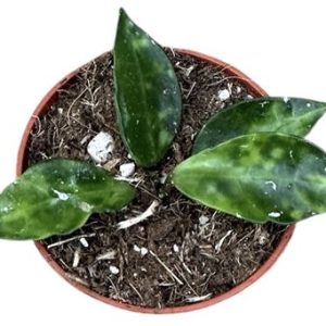 Hoya Lacunosa Amarillo