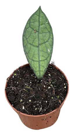 Hoya Clemensiorum Dark Leaf
