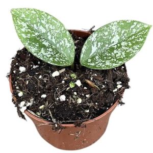 Hoya Parasitica Splash