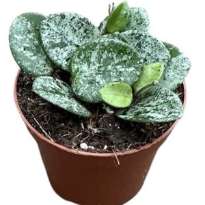 Hoya Mathilde Splash