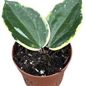 Hoya Macrophylla Albo Round Leaf