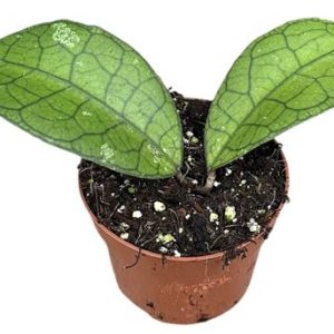 Hoya Clemensiorum Short Leaf