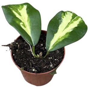 Hoya Diversifolia Maharani