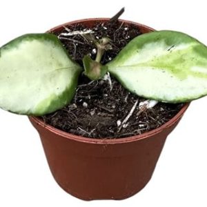 Hoya Heuschkeliana Variegata