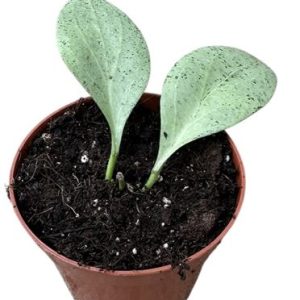 Hoya New Guinea Ghost