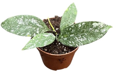 Hoya Multiflora Silver Splash