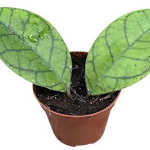 Hoya Callistophylla Kal 16